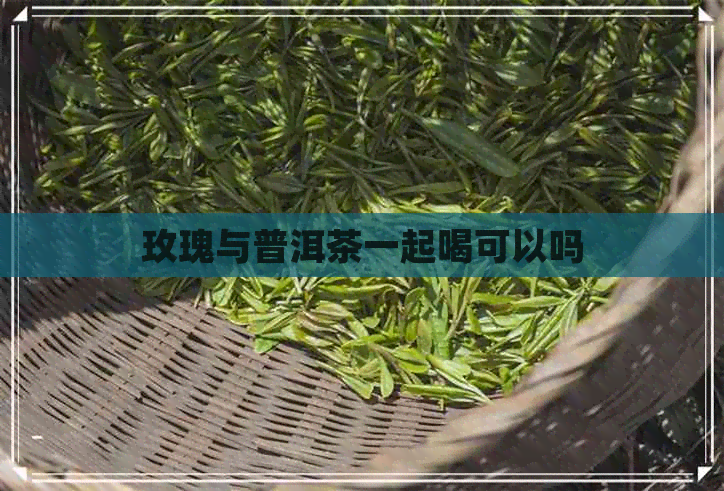 玫瑰与普洱茶一起喝可以吗