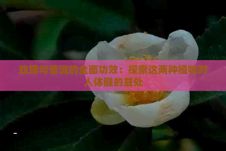 玫瑰与普洱的全面功效：探索这两种植物对人体健的益处