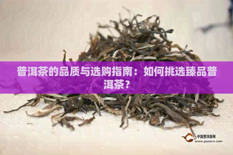 普洱茶的品质与选购指南：如何挑选臻品普洱茶？