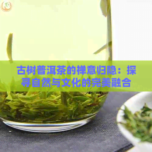 古树普洱茶的禅意归隐：探寻自然与文化的完美融合