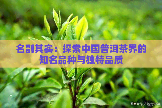 名副其实：探索中国普洱茶界的知名品种与独特品质