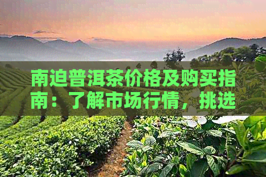 南迫普洱茶价格及购买指南：了解市场行情，挑选优质茶叶