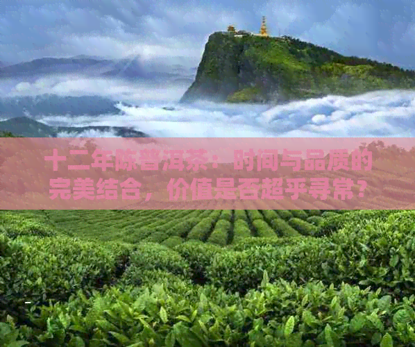 十二年陈普洱茶：时间与品质的完美结合，价值是否超乎寻常？