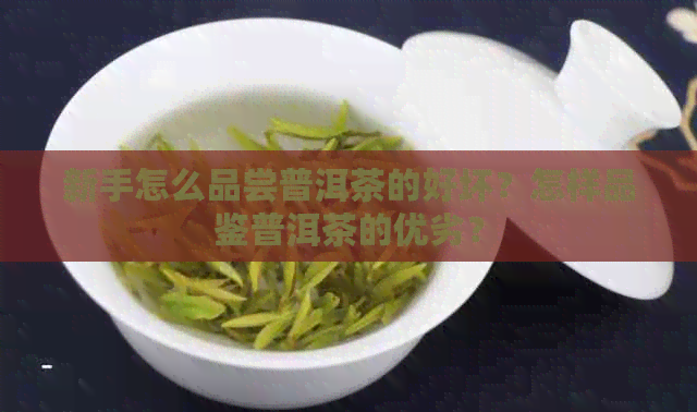 新手怎么品尝普洱茶的好坏？怎样品鉴普洱茶的优劣？