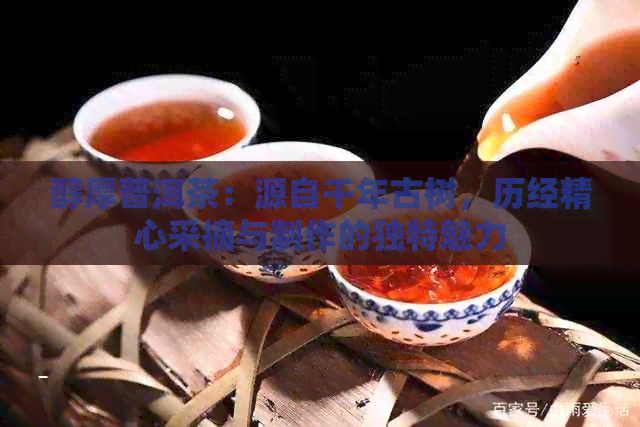 醇厚普洱茶：源自千年古树，历经精心采摘与制作的独特魅力