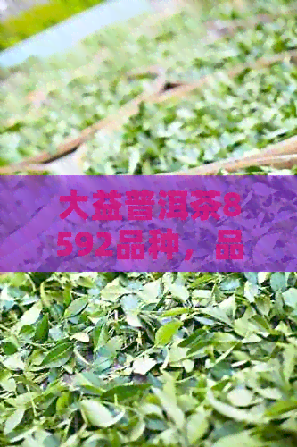 大益普洱茶8592品种，品饮方法和价格全解析：帮助你全面了解这款茶叶