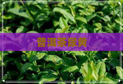 普洱茶尿黄