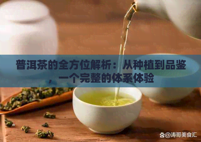 普洱茶的全方位解析：从种植到品鉴，一个完整的体系体验