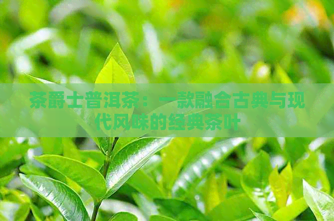 茶爵士普洱茶：一款融合古典与现代风味的经典茶叶