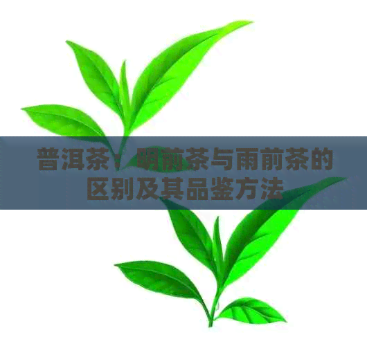 普洱茶：明前茶与雨前茶的区别及其品鉴方法