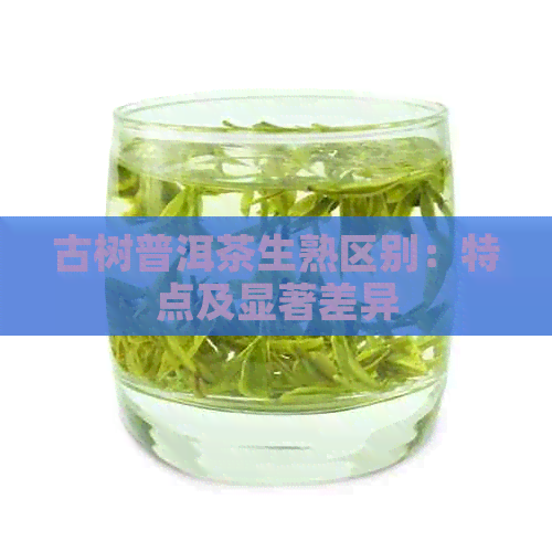 古树普洱茶生熟区别：特点及显著差异