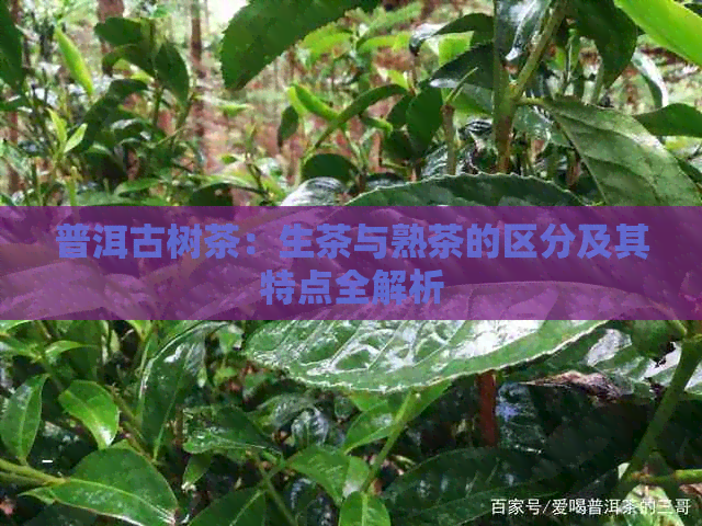 普洱古树茶：生茶与熟茶的区分及其特点全解析