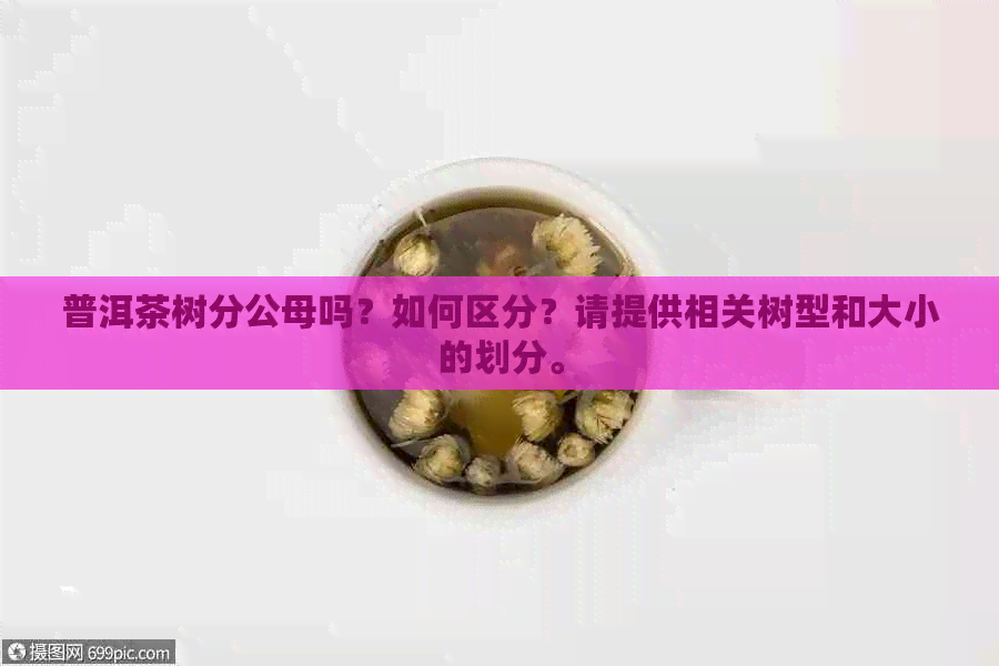 普洱茶树分公母吗？如何区分？请提供相关树型和大小的划分。