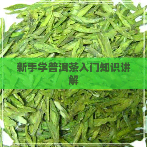 新手学普洱茶入门知识讲解