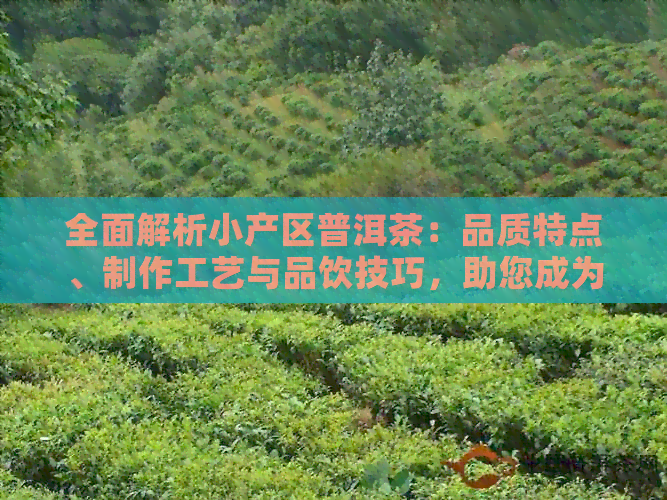 全面解析小产区普洱茶：品质特点、制作工艺与品饮技巧，助您成为普洱茶达人