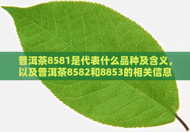 普洱茶8581是代表什么品种及含义，以及普洱茶8582和8853的相关信息。