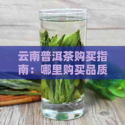 云南普洱茶购买指南：哪里购买品质的普洱茶？