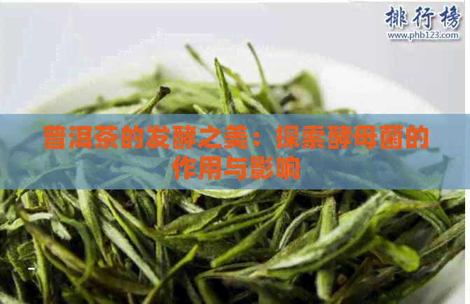 普洱茶的发酵之美：探索酵母菌的作用与影响