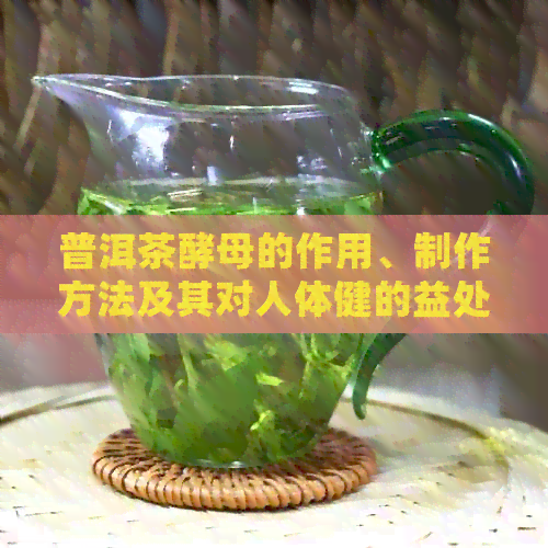 普洱茶酵母的作用、制作方法及其对人体健的益处