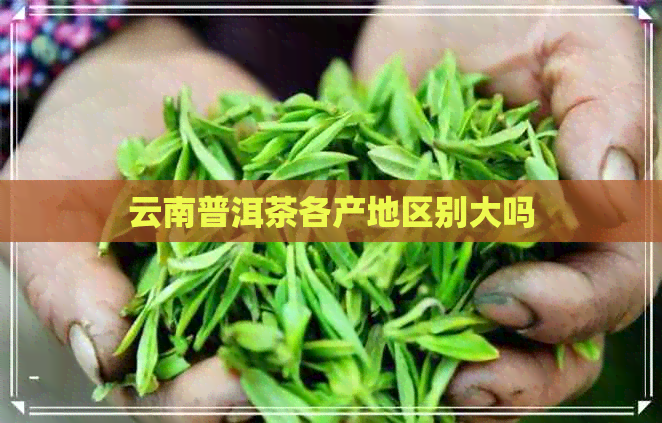 云南普洱茶各产地区别大吗