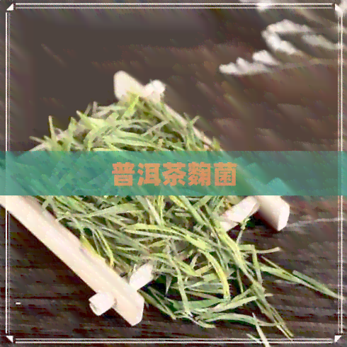 普洱茶麴菌