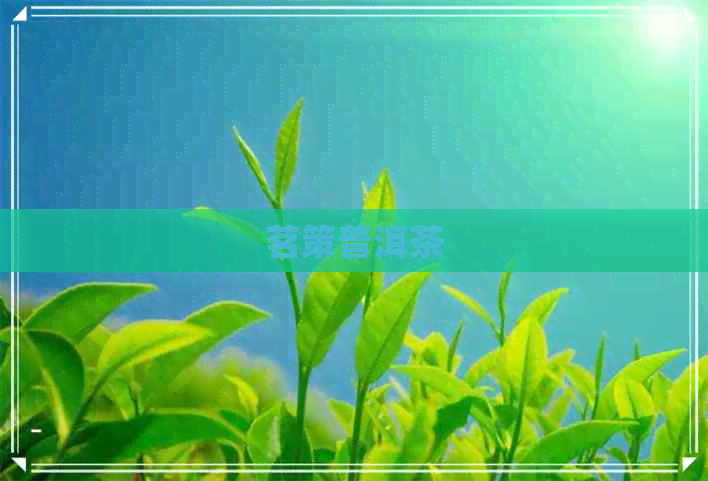 茗策普洱茶