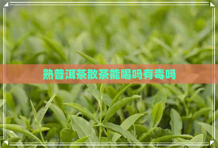 熟普洱茶散茶能喝吗有吗