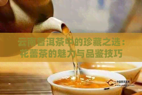 云南普洱茶中的珍藏之选：花蕾茶的魅力与品鉴技巧