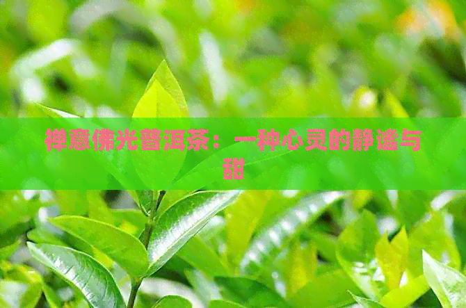 禅意佛光普洱茶：一种心灵的静谧与甜