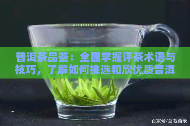 普洱茶品鉴：全面掌握评茶术语与技巧，了解如何挑选和欣优质普洱茶