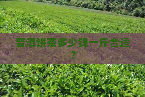 普洱饼茶多少钱一斤合适？