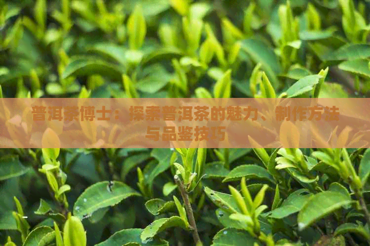 普洱茶博士：探索普洱茶的魅力、制作方法与品鉴技巧