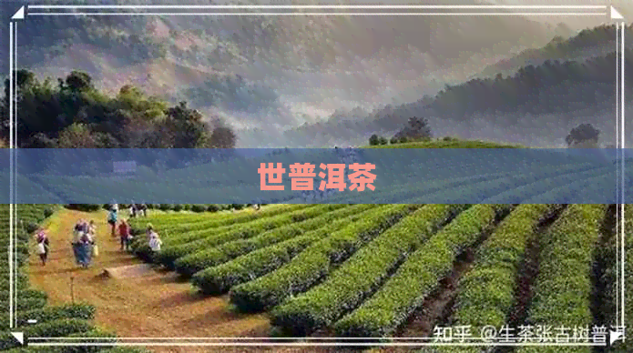 世普洱茶