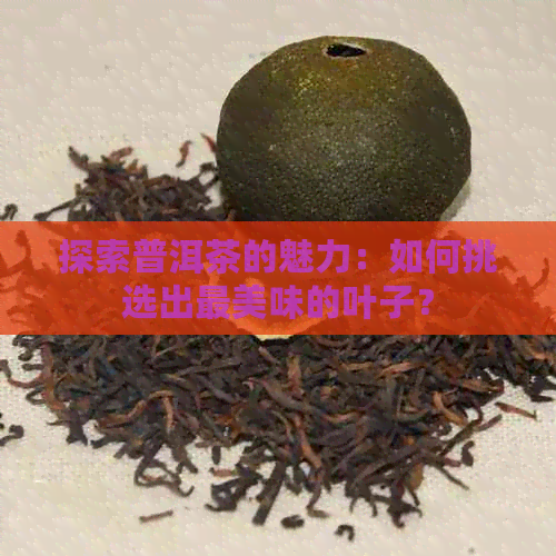 探索普洱茶的魅力：如何挑选出最美味的叶子？