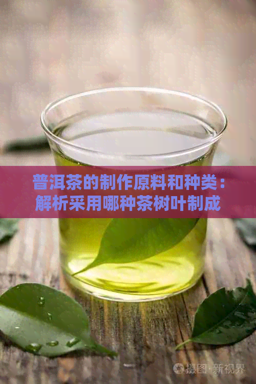 普洱茶的制作原料和种类：解析采用哪种茶树叶制成