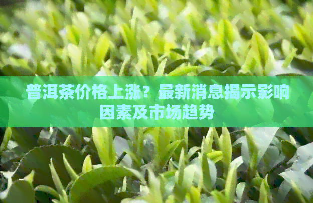 普洱茶价格上涨？最新消息揭示影响因素及市场趋势