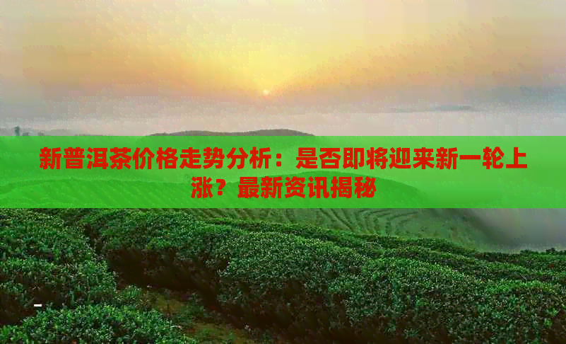 新普洱茶价格走势分析：是否即将迎来新一轮上涨？最新资讯揭秘