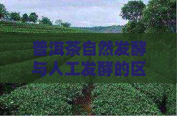 普洱茶自然发酵与人工发酵的区别及哪个更好：揭示普洱茶的发酵原理