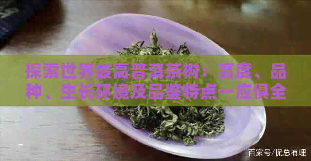 探索世界更高普洱茶树：高度、品种、生长环境及品鉴特点一应俱全