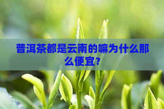 普洱茶都是云南的嘛为什么那么便宜？