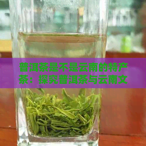 普洱茶是不是云南的特产茶：探究普洱茶与云南文化的关系