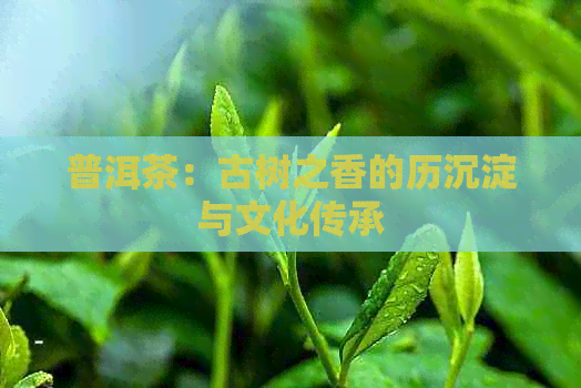 普洱茶：古树之香的历沉淀与文化传承