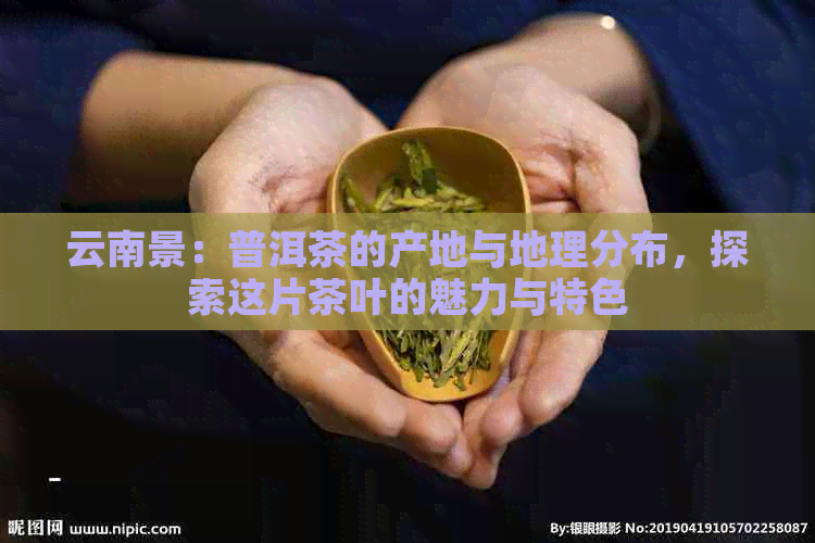 云南景：普洱茶的产地与地理分布，探索这片茶叶的魅力与特色