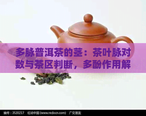 多脉普洱茶的茎：茶叶脉对数与茶区判断，多酚作用解析