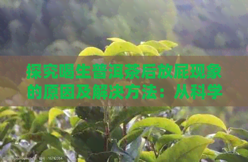 探究喝生普洱茶后放屁现象的原因及解决方法：从科学角度分析