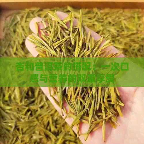 杏和普洱茶的搭配：一次口感与营养的双重享受