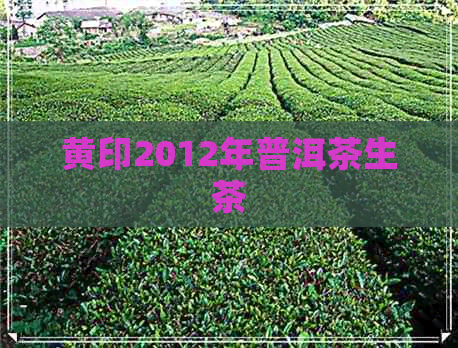 黄印2012年普洱茶生茶