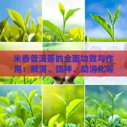 米香普洱茶的全面功效与作用：解渴、提神、助消化等一网打尽