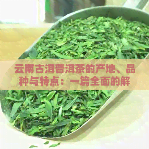 云南古洱普洱茶的产地、品种与特点：一篇全面的解答