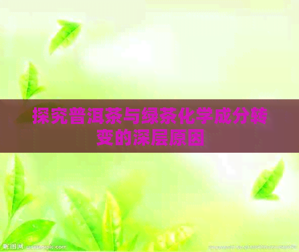 探究普洱茶与绿茶化学成分转变的深层原因